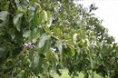 caucasian alder, سیاه توسه، توسه، سفید توسه، توسا، توسکال، تسکا
